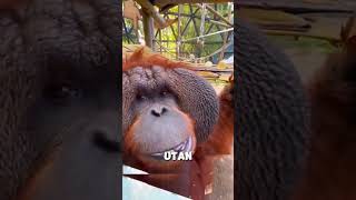 quotWer hat die Oberhand Rottweiler trifft auf OrangUtan in einem packenden Kampfquot [upl. by Thom994]