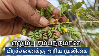 எலும்புகளை வலிமையாக்கும் எலும்பு ஒட்டி மூலிகை  Elumbu otti mooligai in tamil [upl. by Allehcram907]