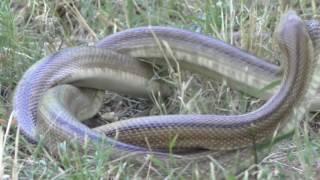 Accouplement de serpents couleuvres à Perpignan [upl. by Aihtela]