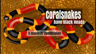 Coralsnake ID Lesson 1 [upl. by Regdirb]