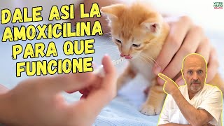 ✅ ¿COMO DAR LA AMOXICILINA PARA GATOS ¿A QUE DOSIS ¿PARA QUE SIRVE ✅ [upl. by Llet22]