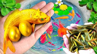 Amazing Catch Nest Aquarium Fish In Tiny PondArowana Koi Guppies Pencil Fish I Fishing Vidio [upl. by Yenroc]