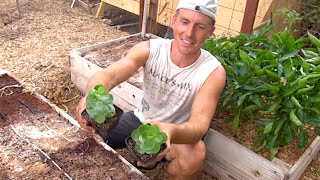 Growing Caper Plants in my Arizona Garden  Capers [upl. by Trip]