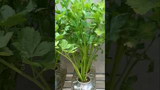 How to Grow Coriander at Home Using Plastic Bottles plants farming shorts [upl. by Anelagna]