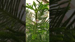 Christmas Tree  Norfolk Island Pine  Araucaria Heterophylla shorts plants [upl. by Malinin]