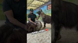 Uae lion king playing with his pet hyenas 🥶 hyena shortsviral animal [upl. by Savina265]