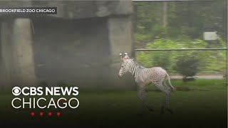 Zoo welcomes new zebra [upl. by Elleinwad]