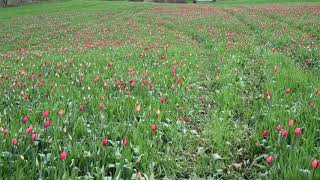 Fioritura tulipani spontanei a madonna dell’olio blufi palermo parco delle madonie [upl. by Jaban]