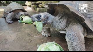 Galapagos Tortoises Eat Cabbage for World Turtle Day  Cincinnati Zoo [upl. by Ecnerat]