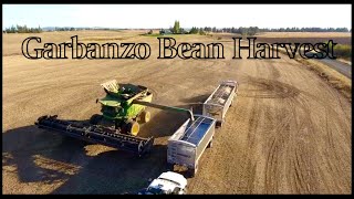 Garbanzo Bean Harvest [upl. by Cherin]