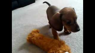 Dachshund Puppy Tom barking at his reflection [upl. by Atilef698]