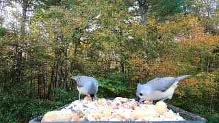 Tufted Titmice [upl. by Tloc854]