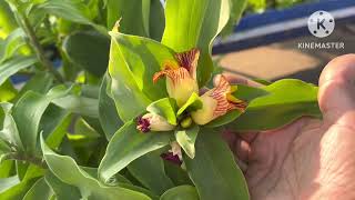 Sugar control plant Insulin plantCostus igneous diabetes insulin plant gardening [upl. by Ddart]