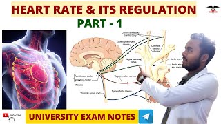 Heart Rate and Its Regulation Part1  CVS Physiology [upl. by Arot]