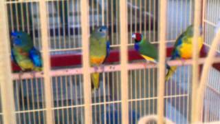 scarlet chested and Bourke PARAKEET with LADY GOULDIAN FINCH [upl. by Adyela203]