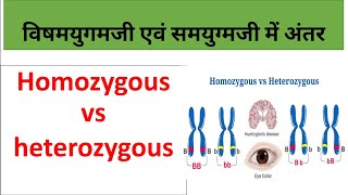 HOMOZYGOUS VS HETEROZYGOUS IN HINDI  संमयुग्मजी और विष्मयुग्गमजी में अन्तर जानिये [upl. by Kelleher95]