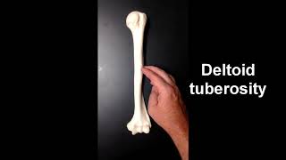 Anatomy of the Humerus [upl. by Meerak]