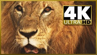 4K ULTRA HD OLED TV amp RELAXATION SAMPLER Video amp 4K TV Test Demo [upl. by Nolaj762]