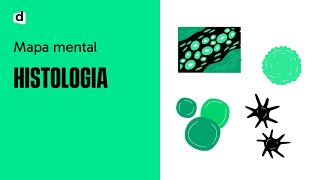 HISTOLOGIA UM SUPER MAPA MENTAL PARA O ENEM E VESTIBULARES [upl. by Brynne]