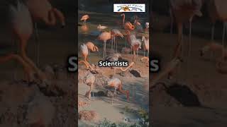 Flamingo Pink Beauties get their color from the food they eat FlamingoFacts AnimalFacts [upl. by Arleyne]