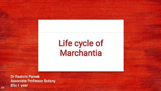 Life Cycle of Marchantia [upl. by Yrrum304]