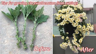 How to grow chrysanthemums from cuttings  propagation of chrysanthemums from cuttings [upl. by Hurley]