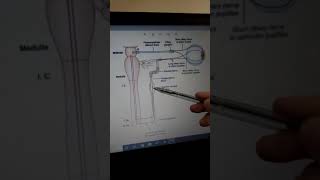 pupillary skin reflex visual reflexes [upl. by Zetram]