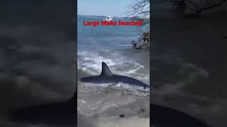 Video of Large Female Mako shark thrashing on the beach [upl. by Magnien]