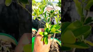 Chat Pe Growbag Me Nimbu Aaye Bharke lemontree grafting fruit [upl. by Kcub]