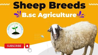 Sheep Breeds  ruminant production and management  LPM  Animal Husbandry [upl. by Alena954]