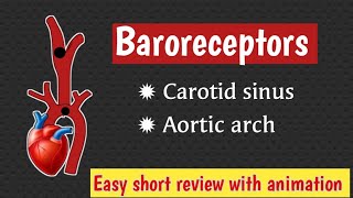 Baroreceptors  Aortic arch Baroreceptors  Carotid sinus Baroreceptors Doctors goal [upl. by Yeroc762]