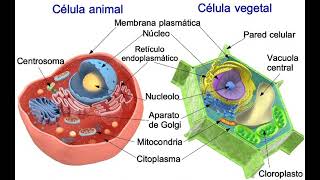 Podcast de biología tema organelos de las células su clasificación y función presenta Yuleidi Gomez [upl. by Peggy]