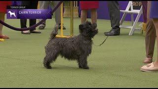 Cairn Terriers Breed Judging 2023 [upl. by Ydassac]