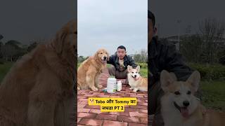 🐕Tobo और Tommy का जघडा PT 2  mini wood toy  woodworking art skill  hand crafts shorts pets [upl. by Teufert167]