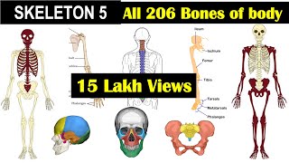 Skeleton 5  All 206 bones in Human Skeleton  Axial Skeleton  Appendicular SkeletonHuman Skeleton [upl. by Tyrrell]