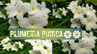 PLUMERIA PUDICA  NAG CHAMPA  CARE AND TIPS FOR HEAVY BLOOMING [upl. by Assetak]