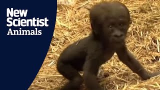 Baby gorilla takes first steps [upl. by Rajewski955]