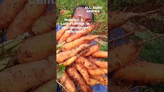 Voici 5 bienfaits de la carottes sur la santé agriculture maraichage carotte sante village [upl. by Essirahs]