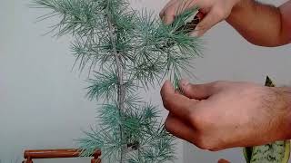 Pruning a Cedar Pre Bonsai [upl. by Enamrej]