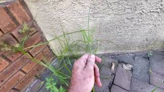 How to Remove Unwanted Nut Grass Rice Field Flat Sedge [upl. by Yesor305]