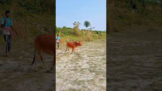 Cow jungle journey shorts shortvideo cow [upl. by Asiral530]