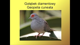 Gołąbek diamentowy Geopelia cuneata [upl. by Nileuqcaj]