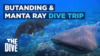 Bicolandia Dive Trip with Butanding amp Manta Rays  THE DIVE [upl. by Heywood]