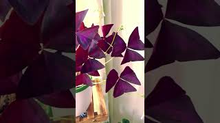 Oxalis Triangularis  False Shamrock  Love Plant [upl. by Assilak469]