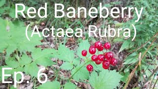 Southern Ontarios Native Plants amp Wildflowers  Ep 6 Red Baneberry Actaea Rubra [upl. by Aicitan119]