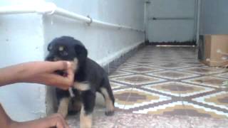 mon chien avendre algerie berger allemand [upl. by Kifar697]