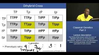 MCAT® Mendelian Genetics – Part 3 Dihybrid Cross worked example [upl. by Ragg835]