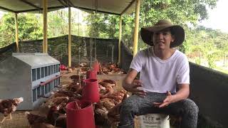 Hablemos de gallinas “Inicio del proyecto” Hyline Brown 1 [upl. by Infield]