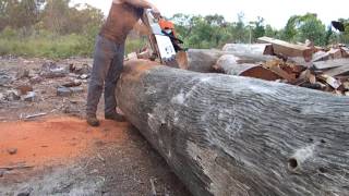 Stihl 088 bucking red Ironbark [upl. by Kayley434]