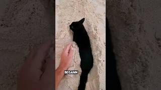 ich habe am Strand gespielt bis diese Katze aufgetaucht ist ❤️ [upl. by Ordnajela234]